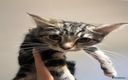 Maine Coon cats for sale: Adorable Kittens - Image 29