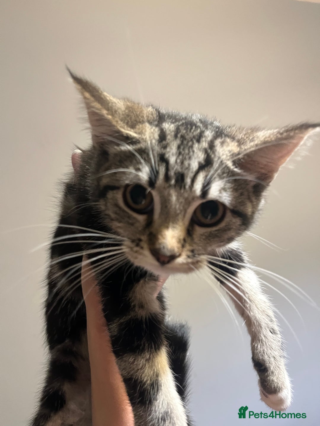 Maine Coon cats for sale: Adorable Kittens - Image 29