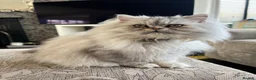 Persian cats for sale: 16wk 100% Persian Breed Male White Kitten - Advert 4