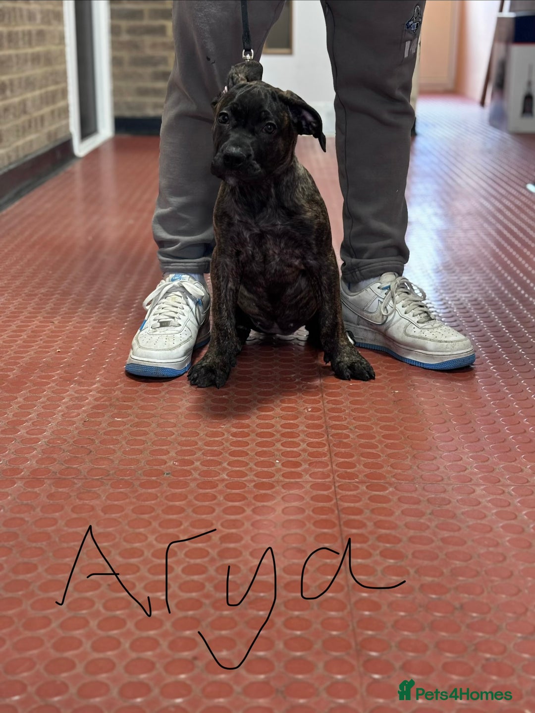 Presa Canario dogs for sale: Presa Canario Puppies  - Advert 7