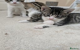 Mixed Breed cats for sale: Kittens looking for a loving home! - Image 12