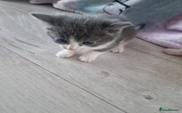 British Shorthair cats for sale: For sale - Image 7