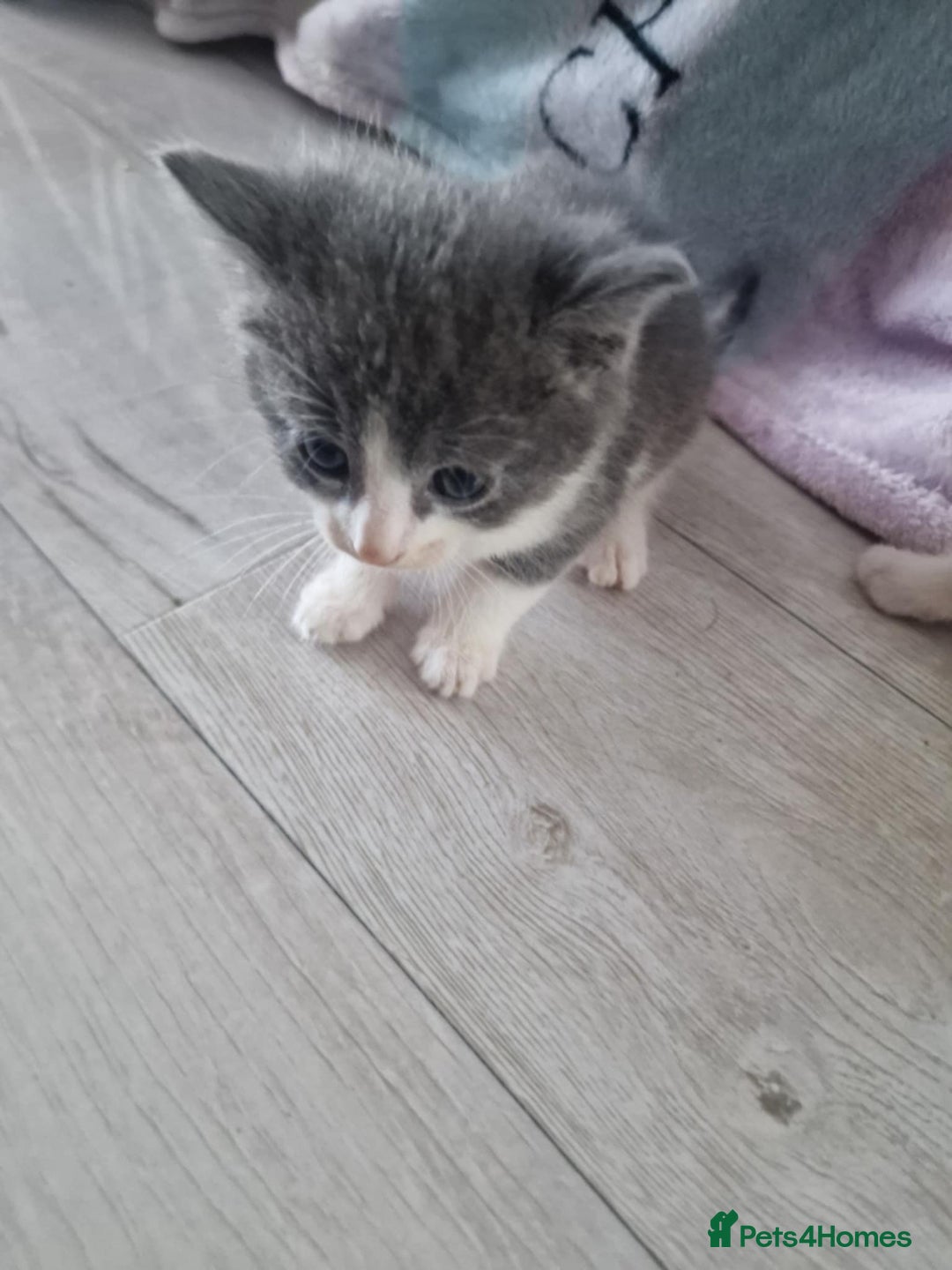 British Shorthair cats for sale: For sale - Image 7