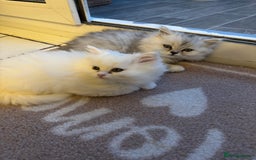 Persian cats for sale: Persian kittens for sale - Image 23