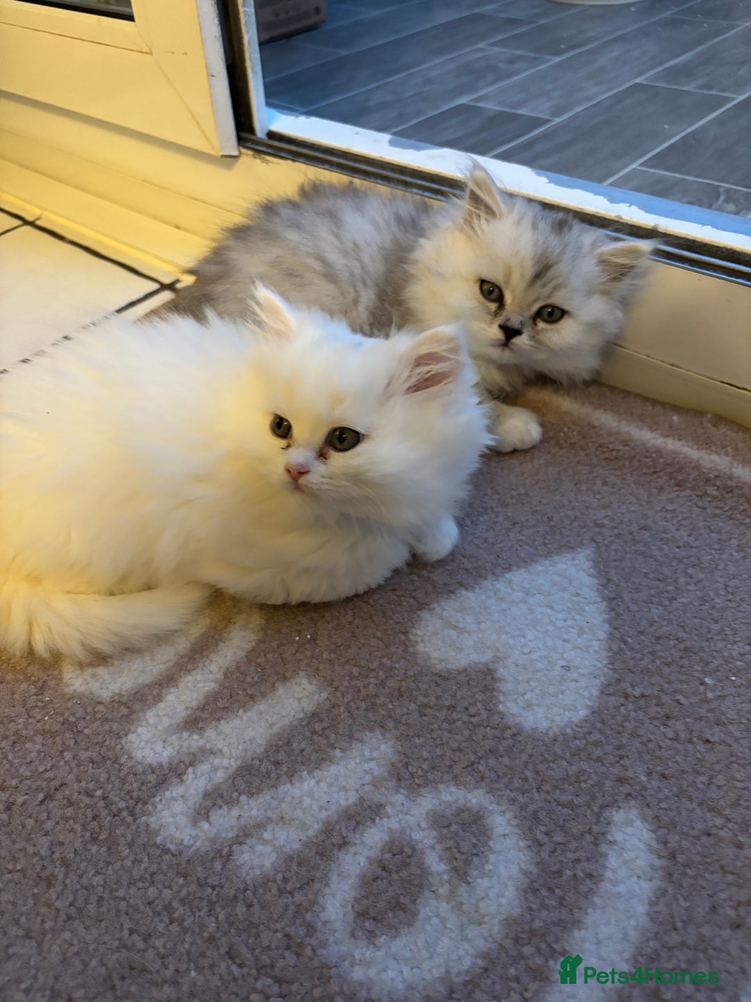 Persian cats for sale: Persian kittens for sale - Image 23