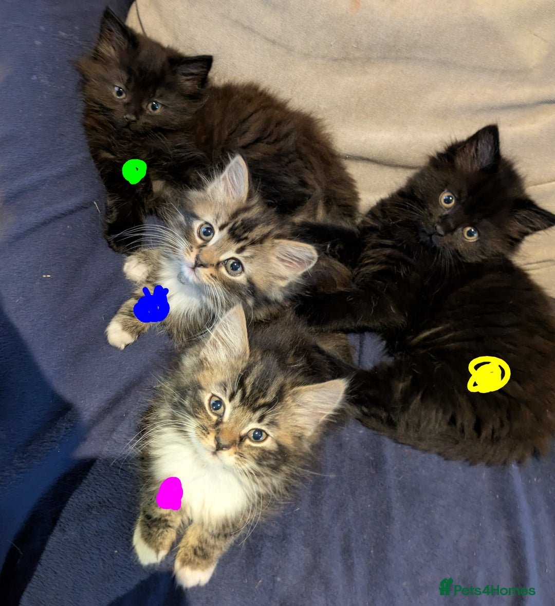 Mixed Breed cats for sale: Beautiful Kittens Ready For Their Forever Homes - Advert 2