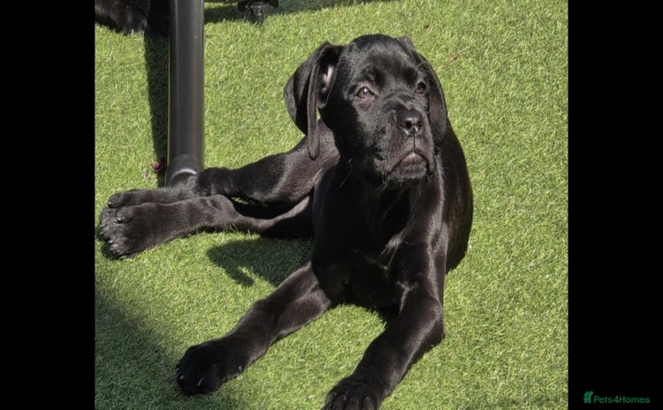 Cane Corso dogs - Advert 2