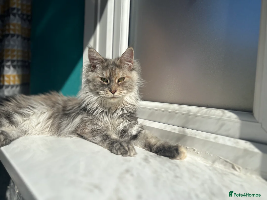 Maine Coon cats for sale: Tortie maine coon female TICA registered available - Advert 2