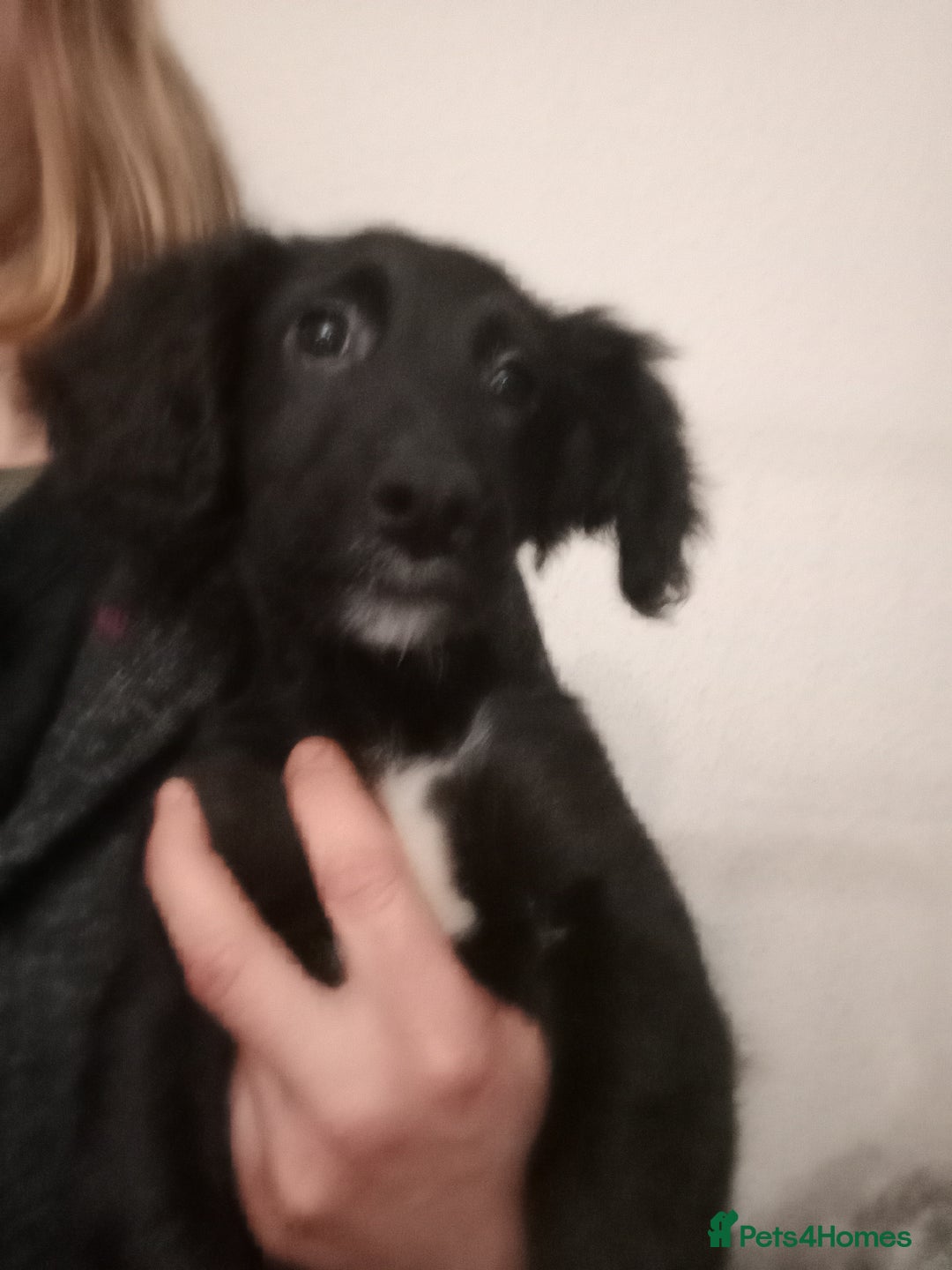 Mixed Breed dogs for sale: Cockapoo x jack Russell DNA health tested clear m - Advert 15