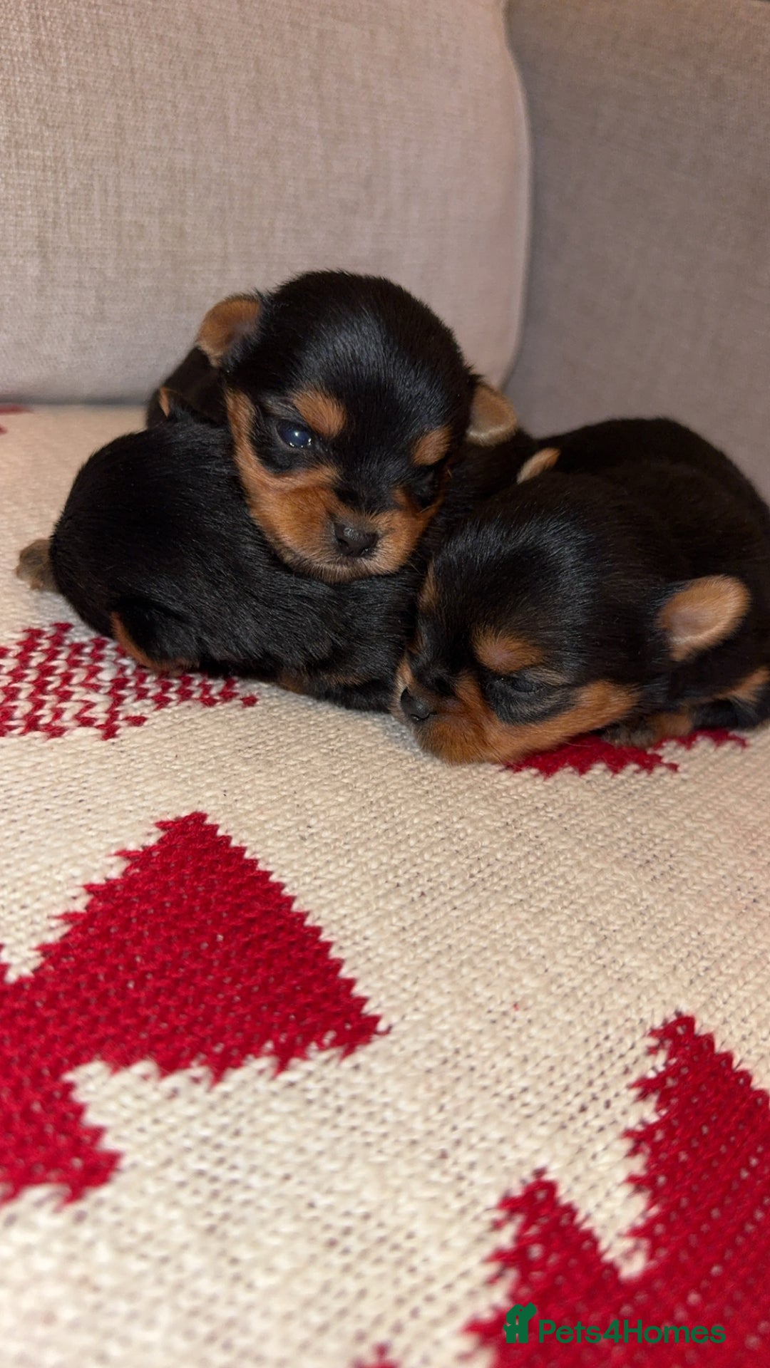Yorkshire Terrier dogs for sale: Yorkshire terrier puppies - Advert 1