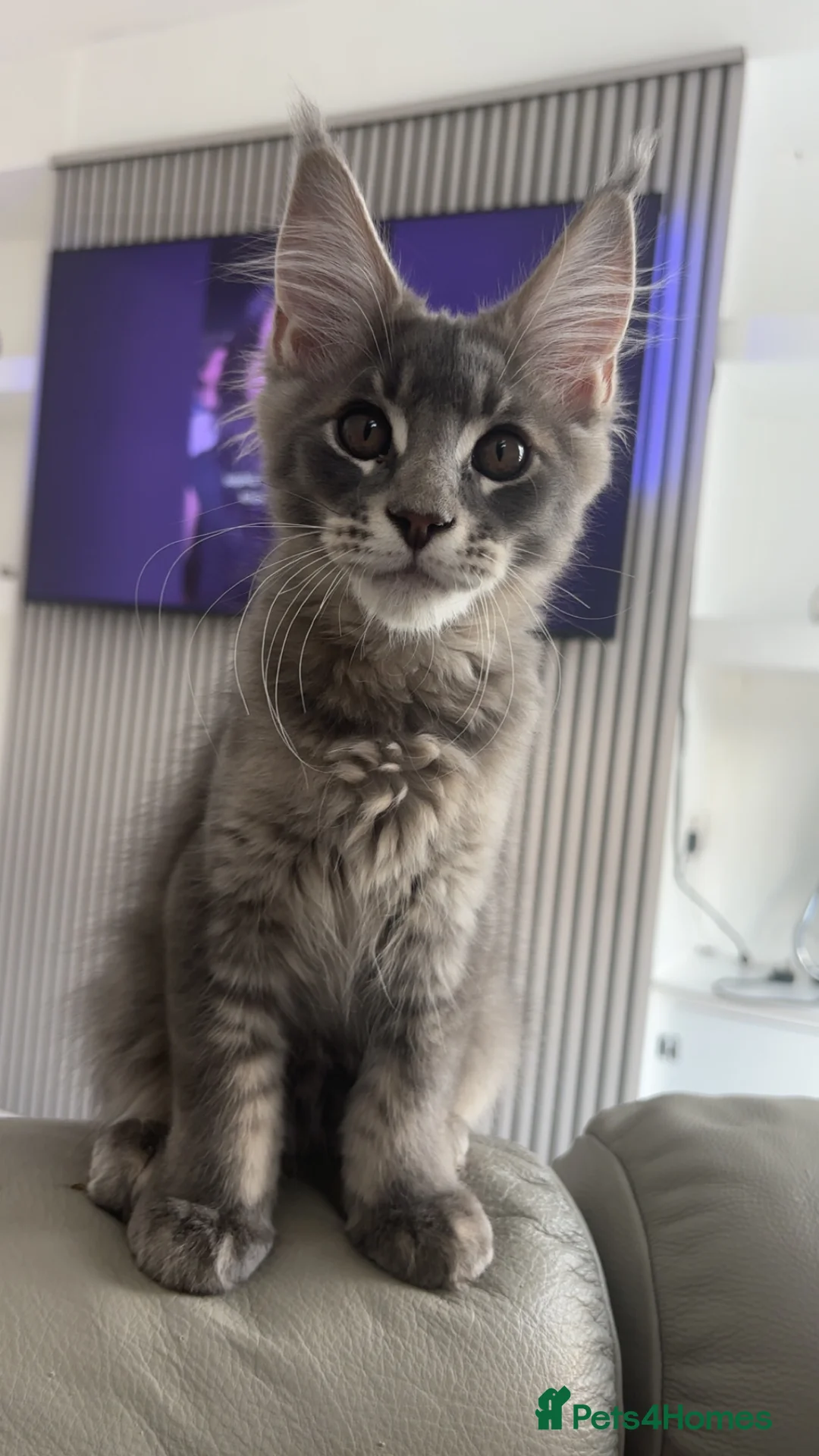 Maine Coon cats for sale: Pretty Boy - Advert 2