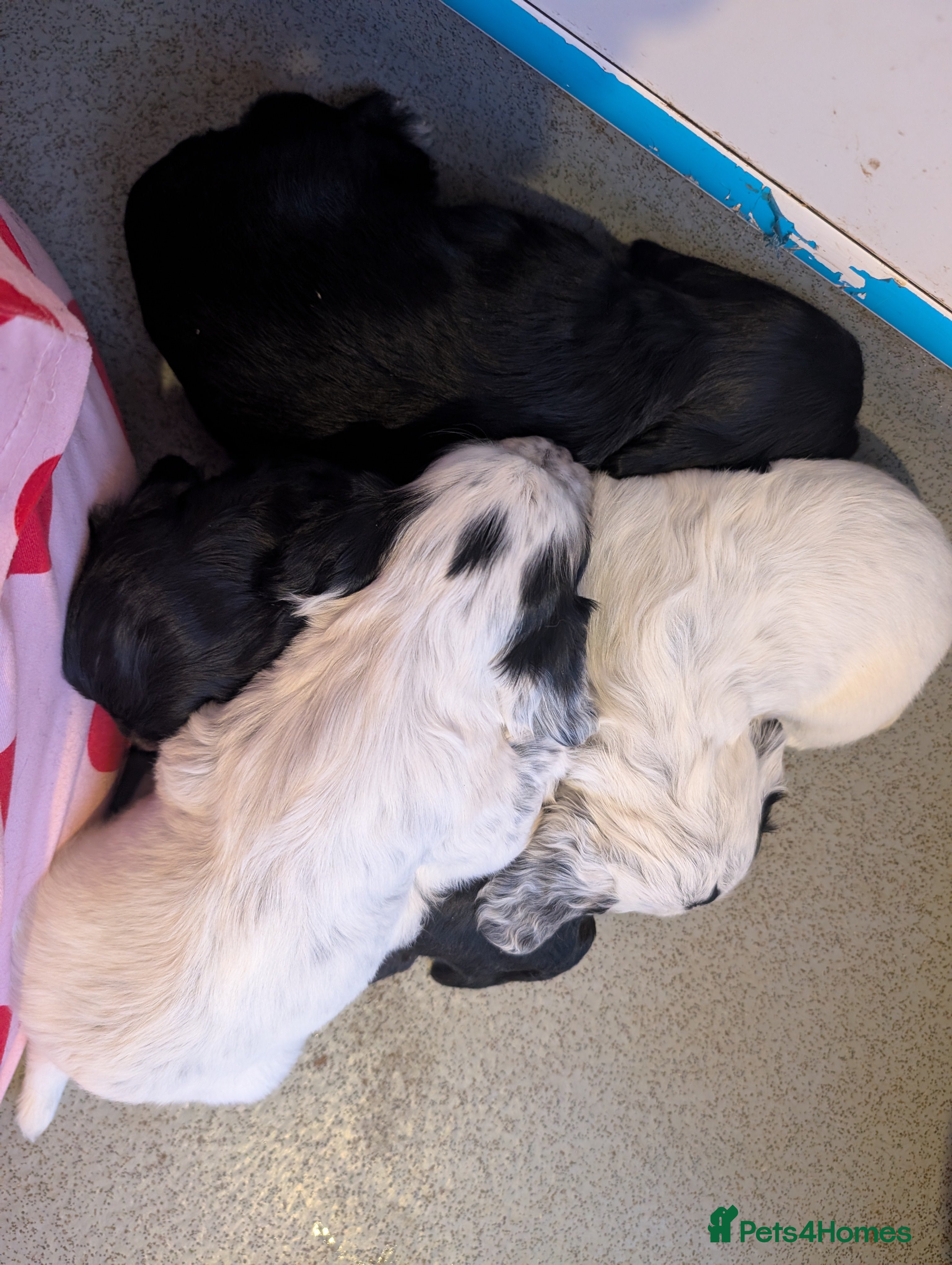 Cocker Spaniel dogs Working cocker spaniel puppies  - Advert 4