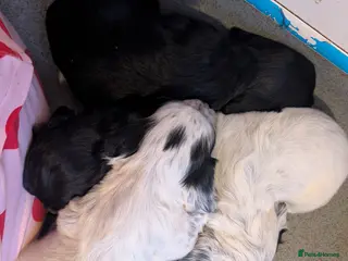 Cocker Spaniel dogs Working cocker spaniel puppies - Advert 4