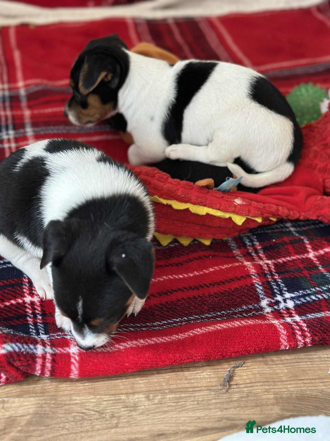 Jack Russell dogs for sale: Jack Russell Pure Breed Puppy’s  - Image 28