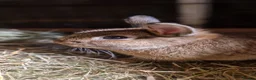 Netherland Dwarf rabbits for sale: Handsome, cheeky, young Netherland dwarf chappy  - Advert 2
