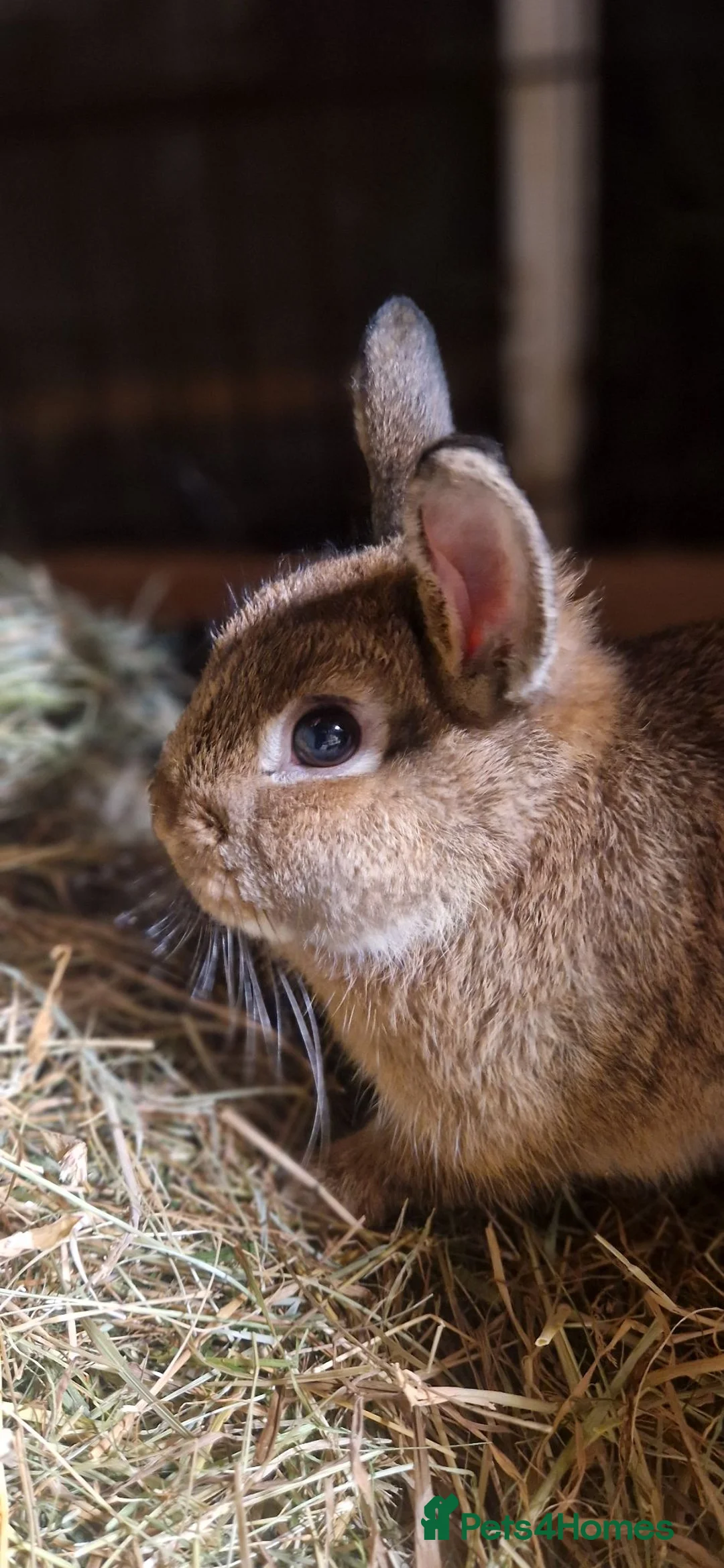 Netherland Dwarf rabbits for sale: Handsome, cheeky, young Netherland dwarf chappy  - Advert 2
