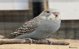 Budgerigars birds for sale: Budgies  - Image 15
