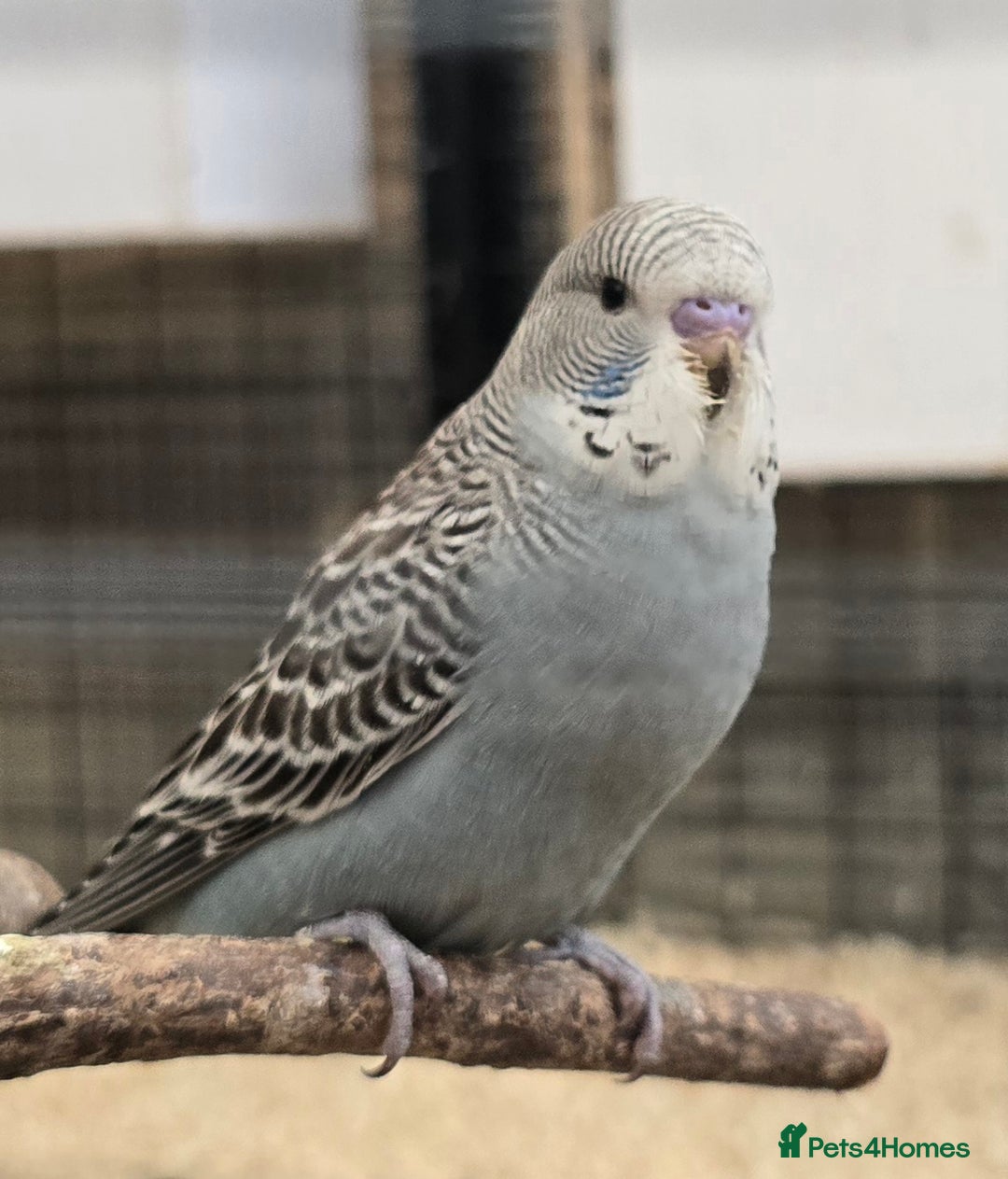 Budgerigars birds for sale: Budgies  - Image 15