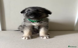 Mixed Breed dogs for sale: Alaskan Malamute x German Shepard Cross puppies - Image 9