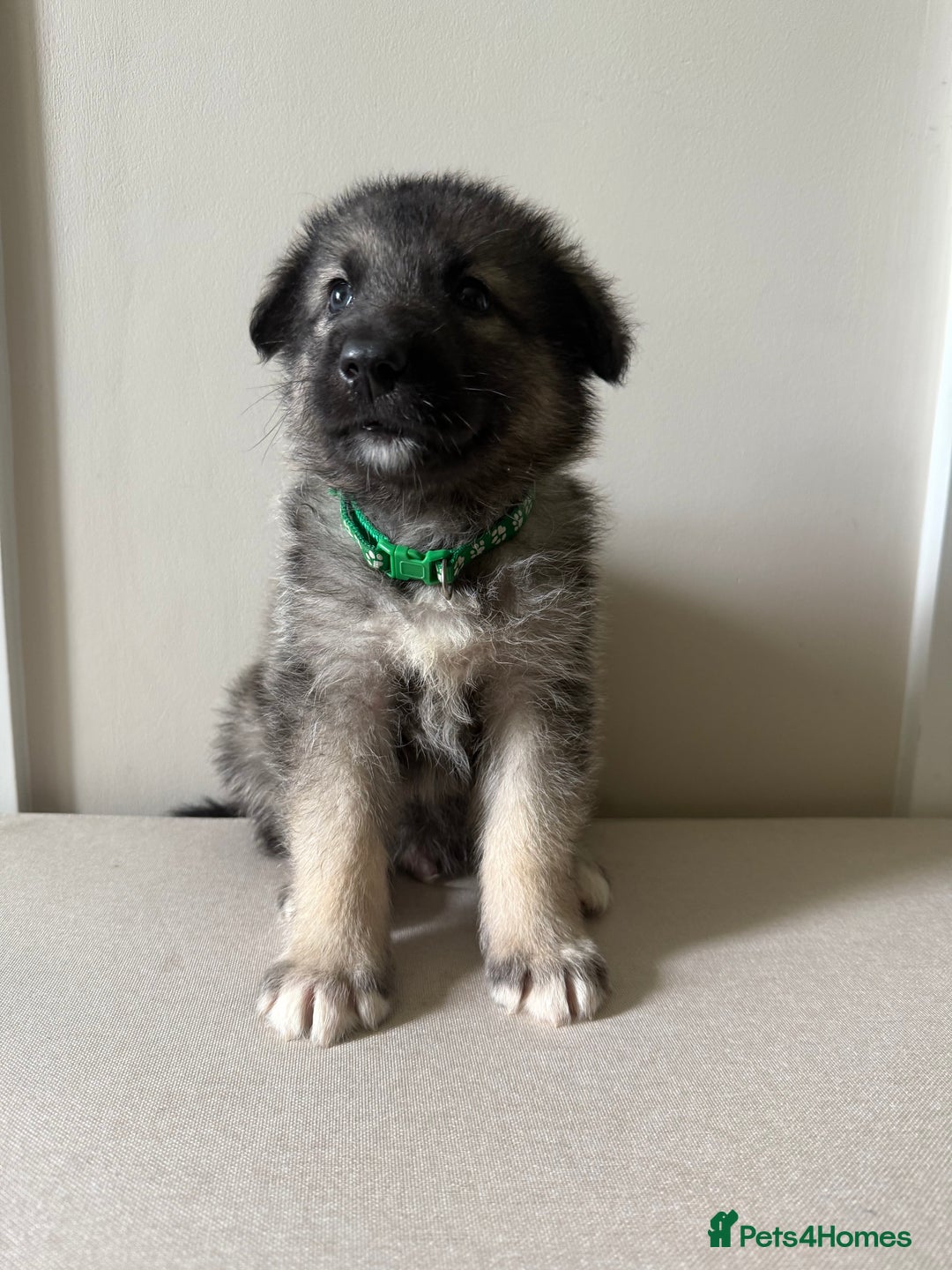 Mixed Breed dogs for sale: Alaskan Malamute x German Shepard Cross puppies - Image 9