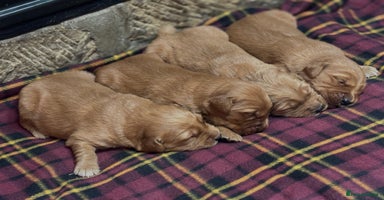 Golden Retriever dogs - Advert 5
