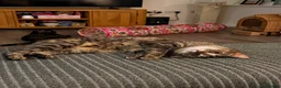 Domestic Shorthair cats for sale: 2 Gorgeous Girls for Re-homing - Advert 18