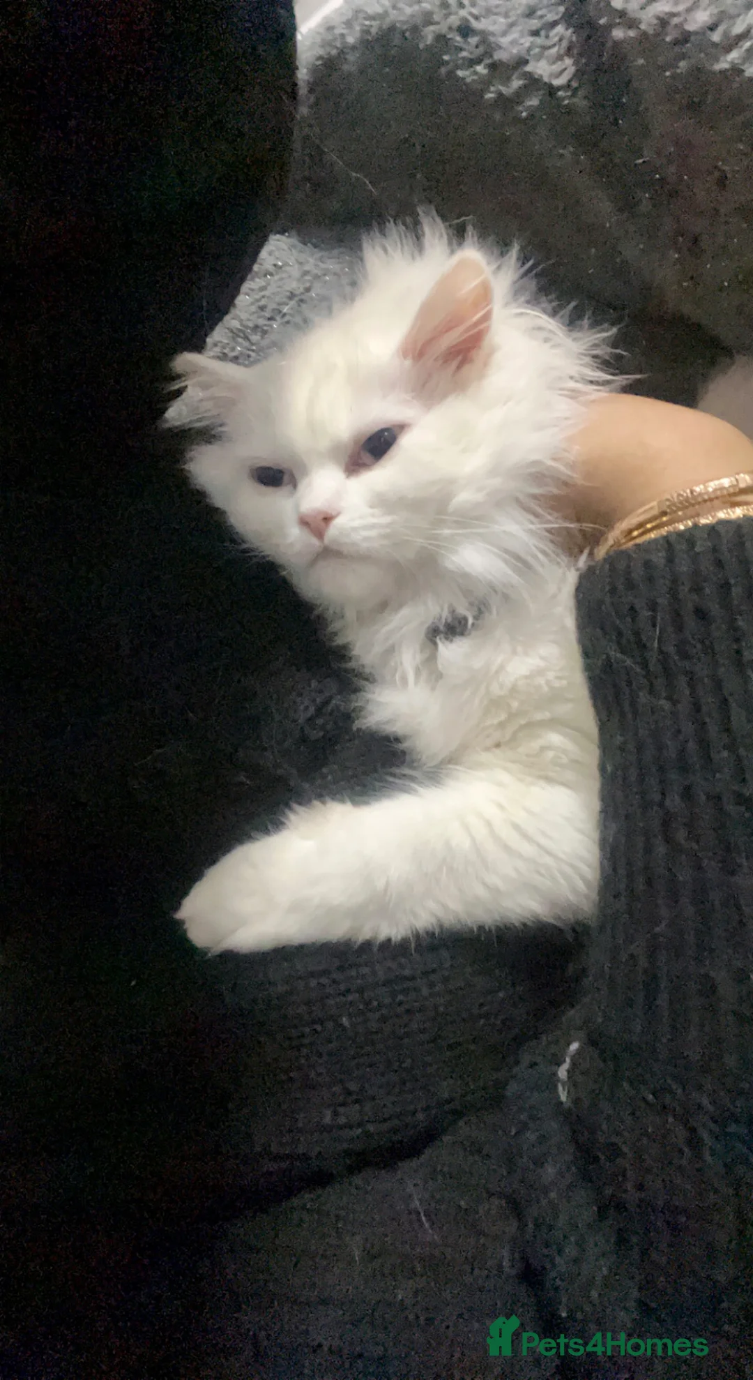 Scottish Fold cats for sale: Scottish x Persian ready to leave soon  in Northampton - Advert 2