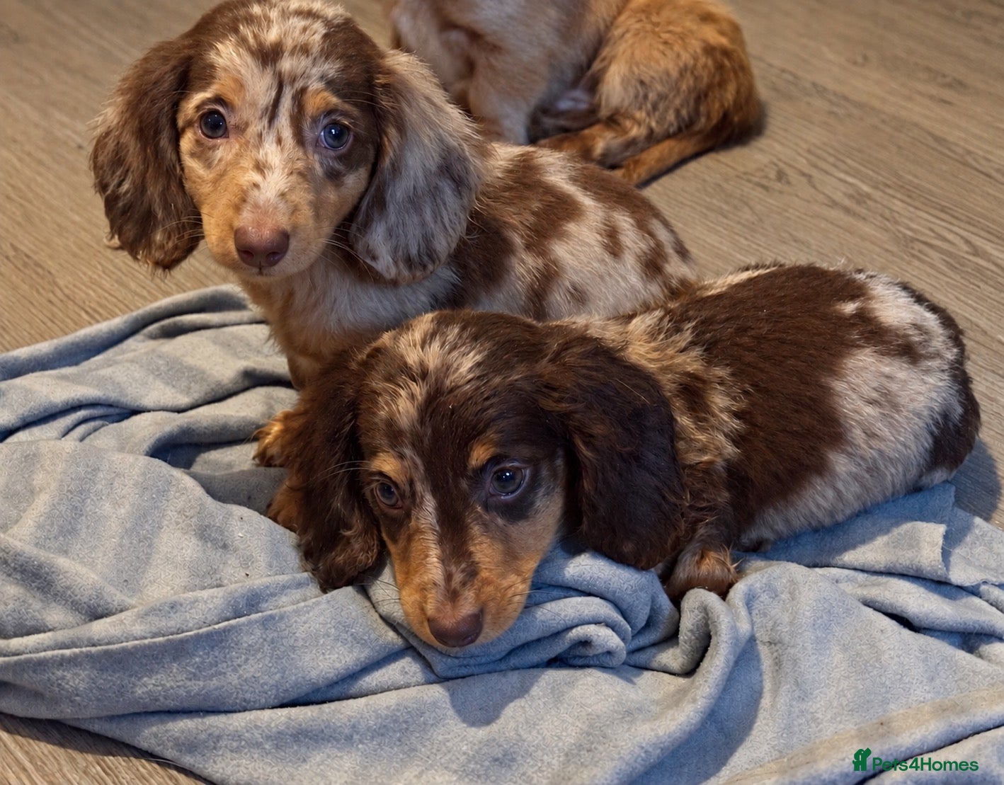 Miniature Dachshund dogs Beautiful Miniature Dachshund Puppies • Ready Now - Advert 5