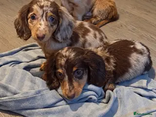 Miniature Dachshund dogs Beautiful Miniature Dachshund Puppies • Ready Now - Advert 5