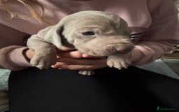 Mixed Breed dogs for sale: Weimardoodle - Image 7