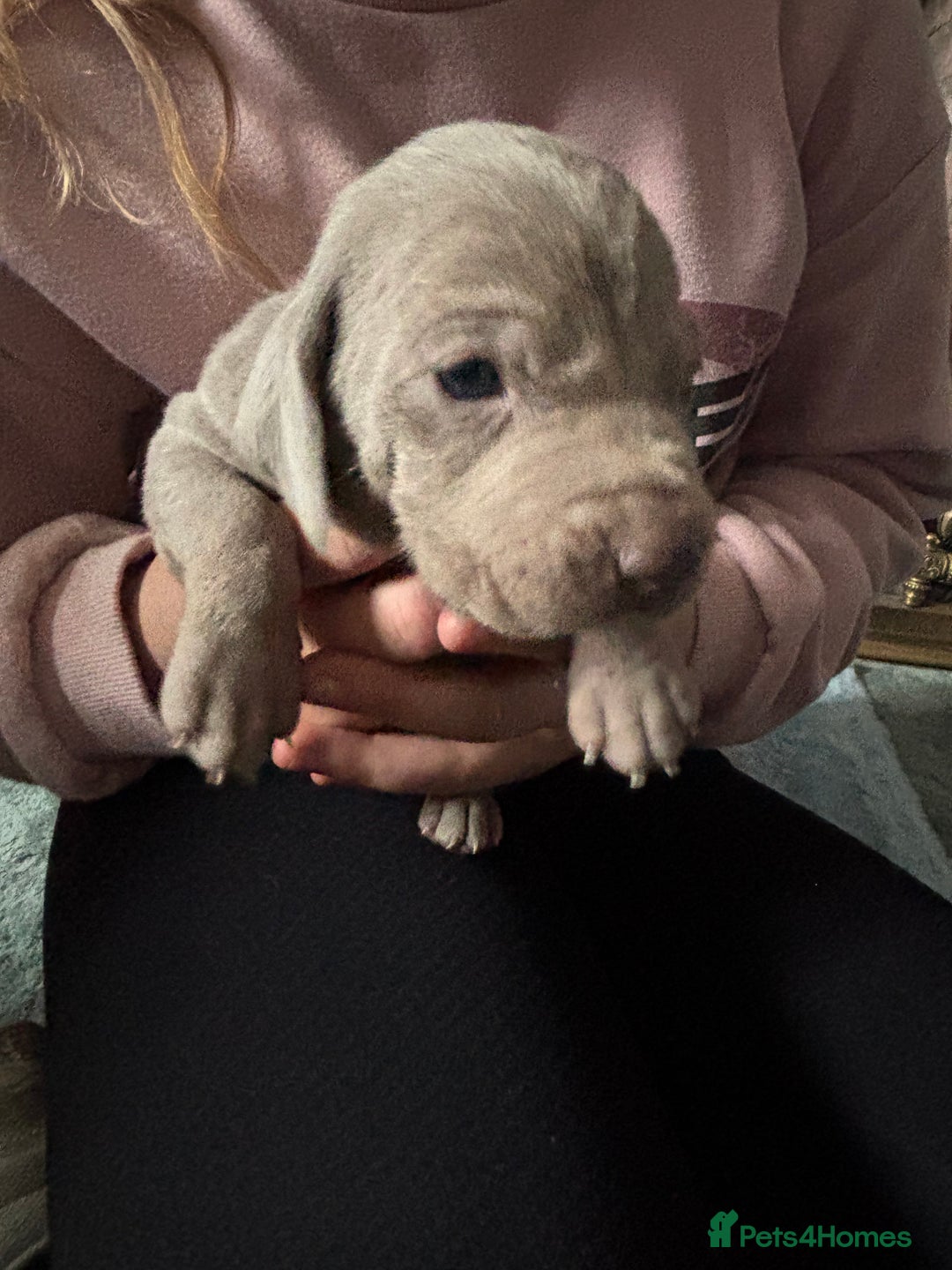 Mixed Breed dogs for sale: Weimardoodle - Image 7