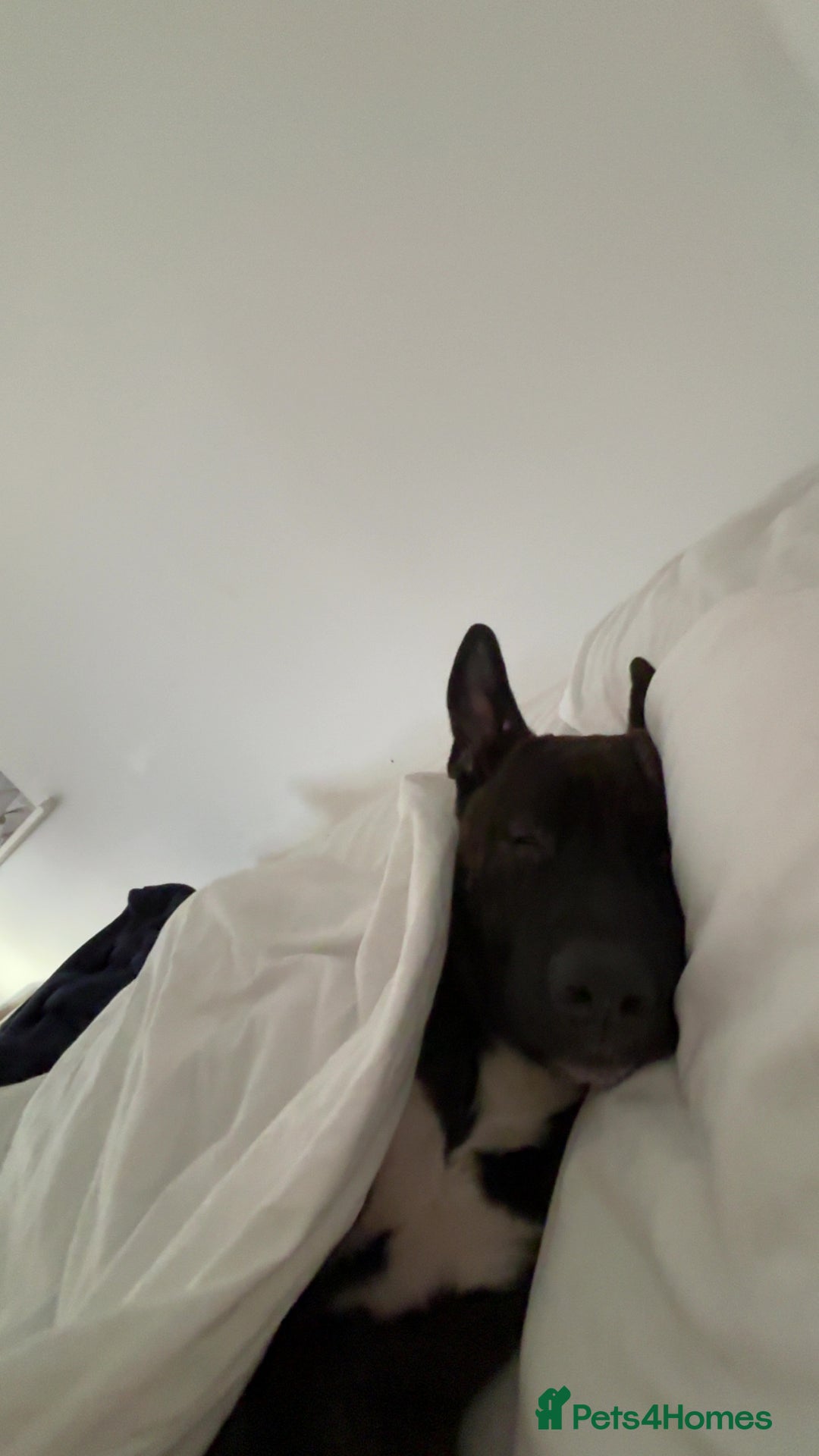 Mixed Breed dogs for sale: Zeus - Belgian malinois x Japanese Akita - Advert 9