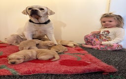 Labrador Retriever dogs for sale: Classic English show type Labrador puppies  - Advert 1