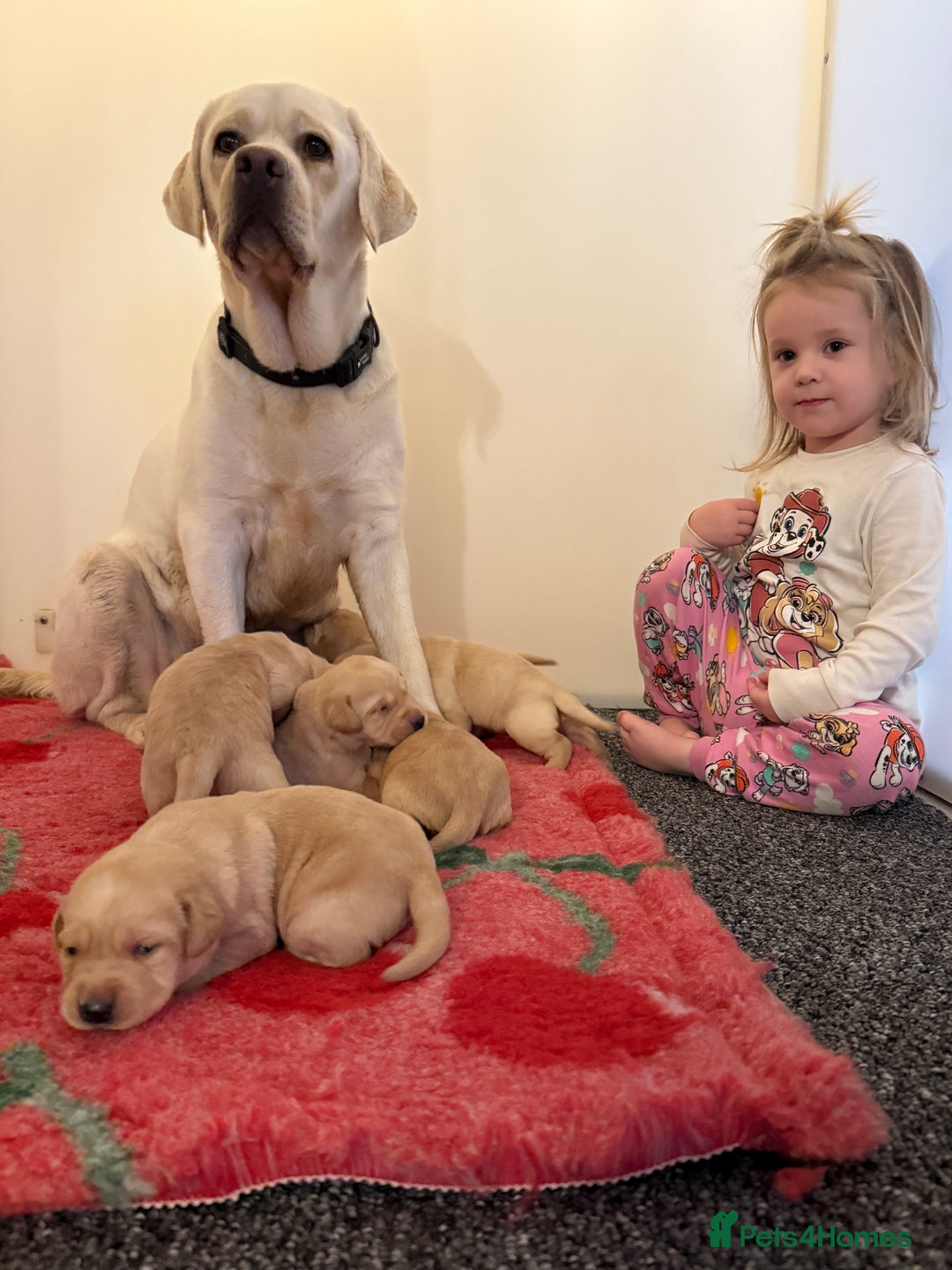 Labrador Retriever dogs for sale: Classic English show type Labrador puppies  - Advert 1