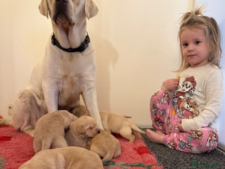 Labrador Retriever dogs Classic English show type Labrador puppies - Advert 1