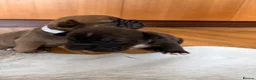 Mixed Breed dogs for sale: 7 Beautiful French Bull Dog Puppies  - Advert 17