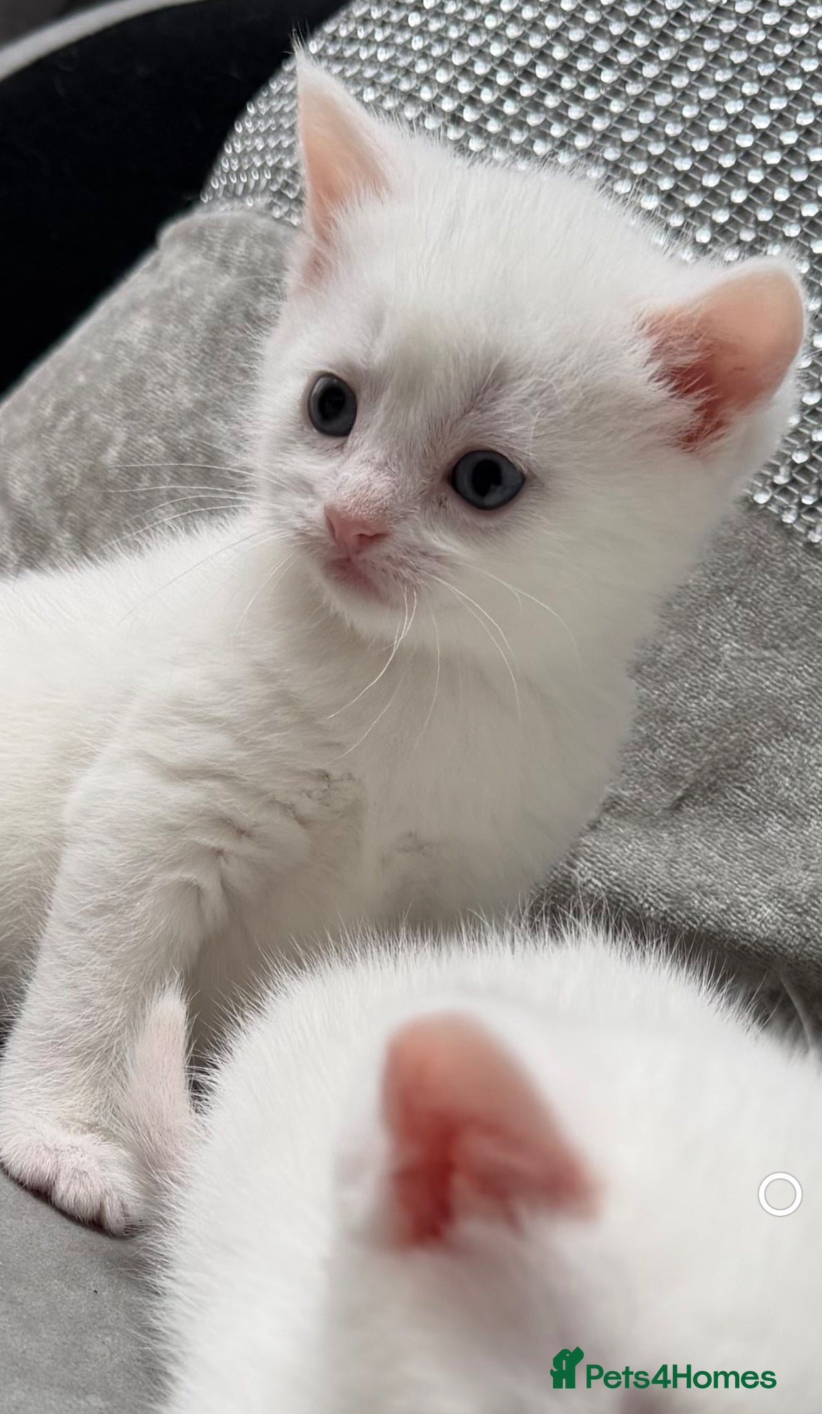 Mixed Breed cats for sale: Stunning and very playfull kittens - Advert 3