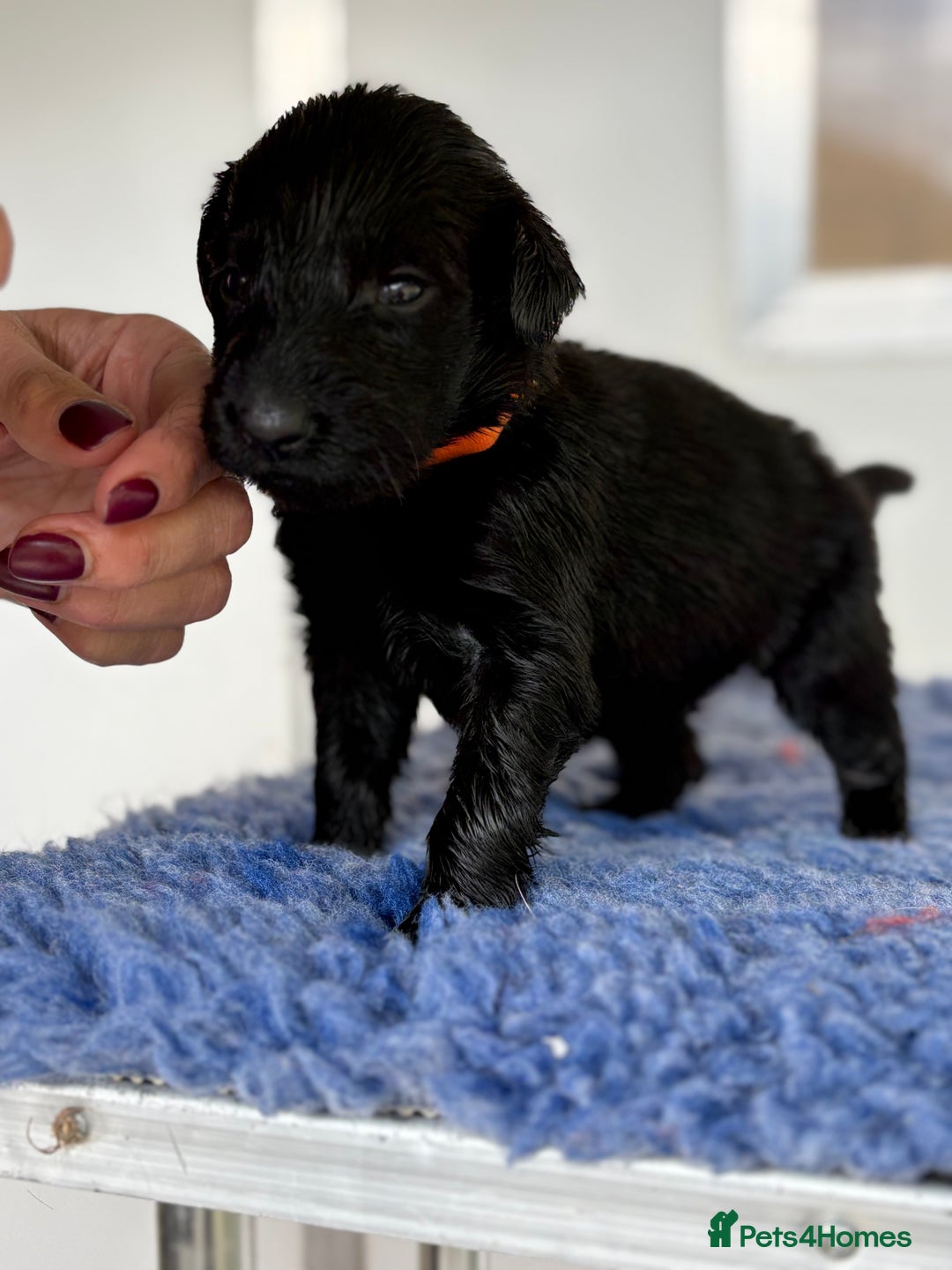 Flat coated Retriever dogs for sale: Beautiful home reared pups  - Image 3