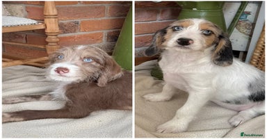 Mixed Breed dogs in Rhayader - Advert 6