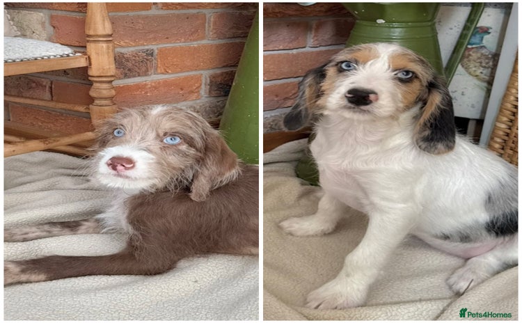 Mixed Breed dogs in Rhayader - Advert 5