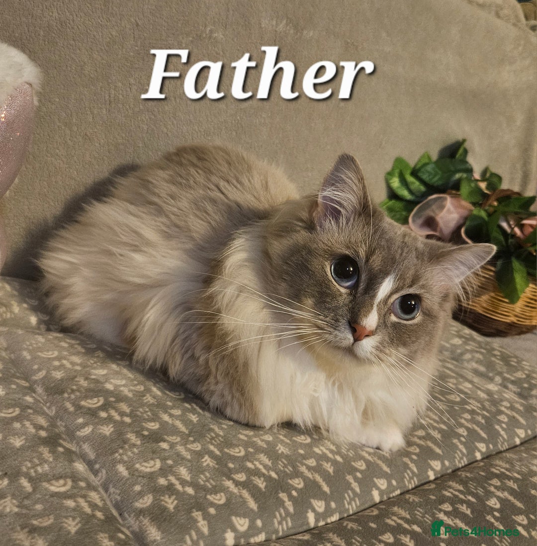 Mixed Breed cats for sale: 6 cute blue-eyed Ragdoll and BSH mix kittens  - Advert 30