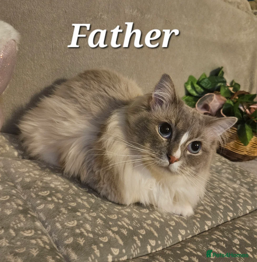 Mixed Breed cats for sale: 6 cute blue-eyed Ragdoll and BSH mix kittens  - Advert 30