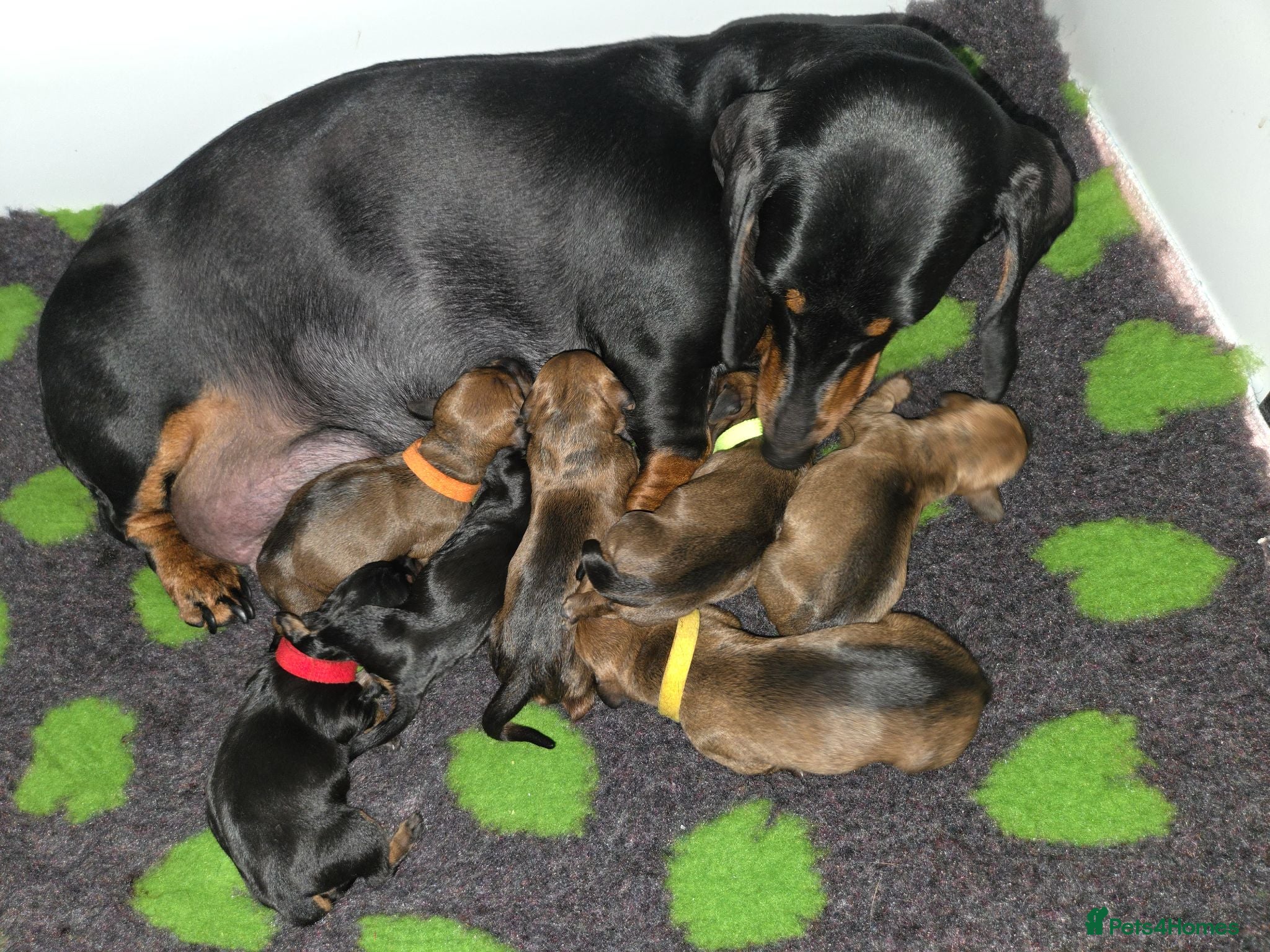 Dachshund dogs Standard Dachshund KC registered puppies - Advert 14