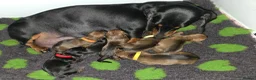 Dachshund dogs for sale: Standard Dachshund KC registered puppies - Advert 1