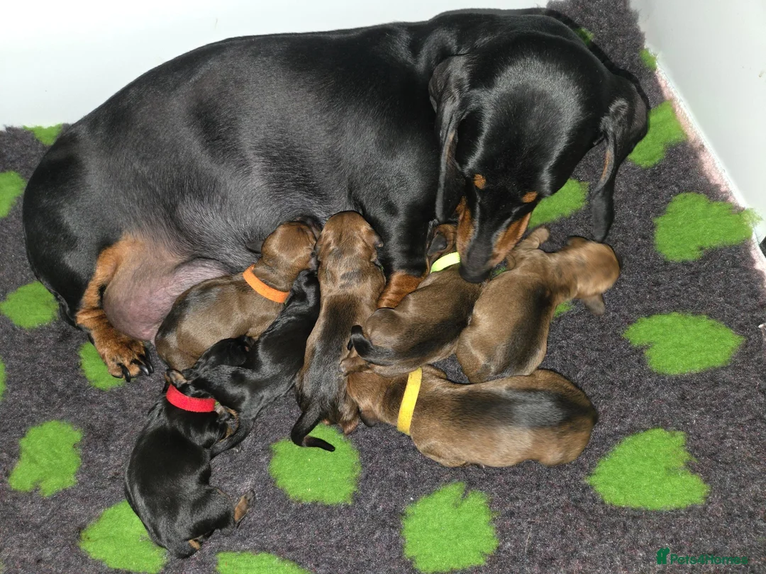 Dachshund dogs for sale: Standard Dachshund KC registered puppies - Advert 1