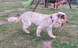 Cocker Spaniel dogs for sale: Adult KC ShowType Cockerspaniel PRA FN & AMS Clear - Image 4