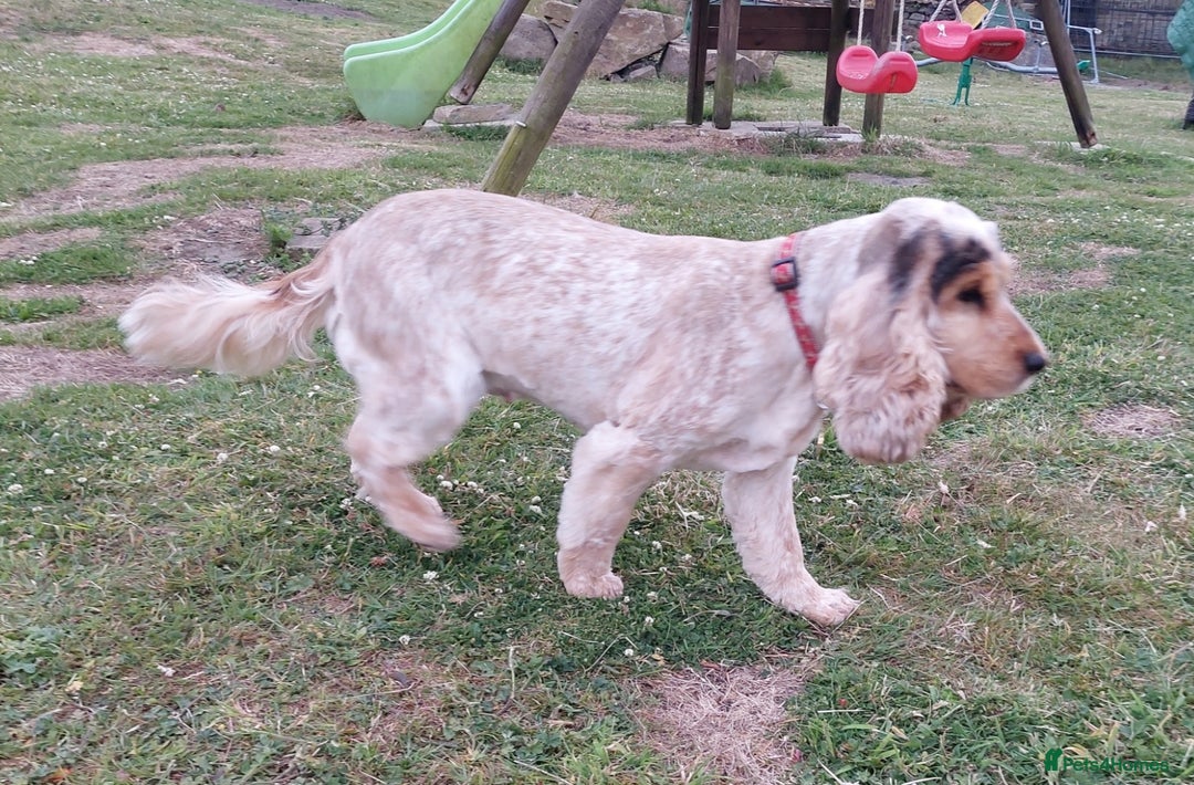 Cocker Spaniel dogs for sale: Adult KC ShowType Cockerspaniel PRA FN & AMS Clear - Image 4