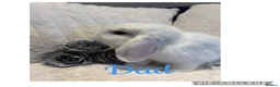 Mini Lop rabbits for sale: Mini Lop Babies - Advert 10