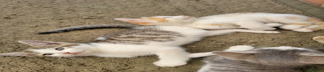 Domestic Shorthair Kitten 4
