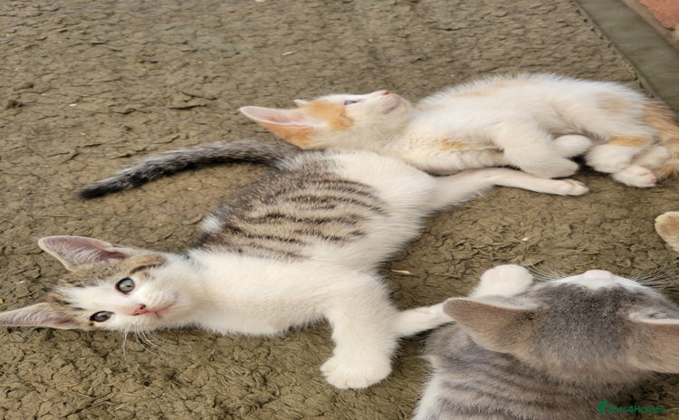 Domestic Shorthair cats - Advert 1